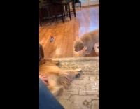 Puppy approaches dog slowly on the floor