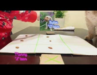 Collab Pets For All - tic tac toe treats blue collar dog 