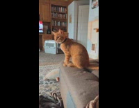 Collab BitchIG2 - Dog comes over when cat meows