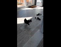Kitten fall down step then jumps away