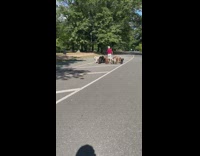 Man walks with a lot of his dog along the street in the morning