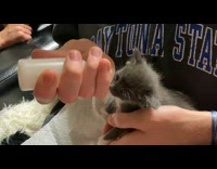 Grey white kitten suck milk from bottle