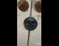 Hole inside of wood fence has three holes for dogs eyes and nose