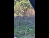 Black bodysuit girl yellow hula hoop dances