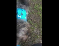 black scruffy dog blue sweater harness