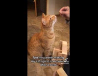 Cat fed with a small church pew 