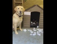 Brown dog house cotton just a kid 