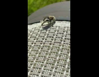 Bee remove the pollens from its body