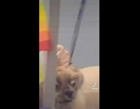 Collab BitchMP - Dog came home with Karen haircut