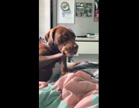 Dog keeps treat on mouth for minutes