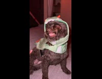 Dog wears dinosaur costume and snarls