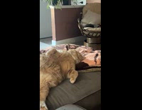 Man offers treats to sleeping cat and wakes up