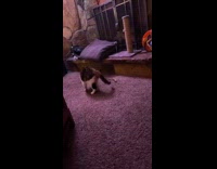 Cat bites picks up stick toy spins