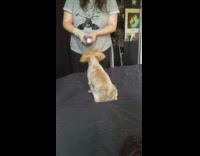 Brown dog plastic water bottle girl bedroom