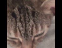 Brown cat lays in grey pants guy 