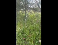 Man shows phlegm hang at tree branch