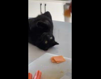 Collab Clips MPUGC - Cat lays on kitchen counter waiting for food 