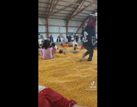 Girl does backbend without hands on hay 