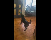 Dog catch Frisbee toy falls down fail 