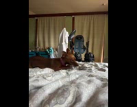 Dog loves plastic plays on the bed