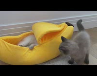 Grey cat watches white cat banana toy 
