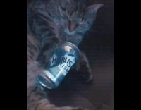 grey cat asleep holding beer on sofa