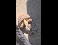 Two turtles hump each other at zoo