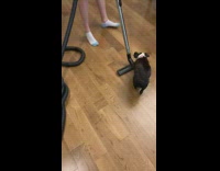 Black white dog pink collar vacuum girl 