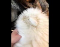 White fluffy dog and German Shepard play with each other on couch as German Shepard sits upside down