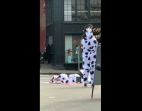 Woman cow onesie lay on ground outside starbucks