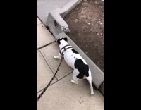 Dog pees on Pee graffiti 