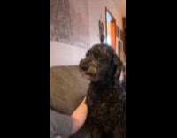 Compilation of dog smirking