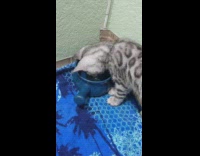 Collab BitchMP - Cat meow into bowl of water 