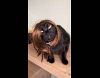Cat with two wigs like Hannah Montana
