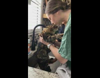 Collab BitchMP - Cat getting bathed in sink crying