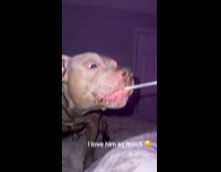 Woman feeds Pitbull pull bite mozzarella stick