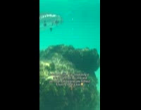 Woman encounters barracuda while snorkeling 