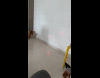 Brown dog chase laser dot on wall