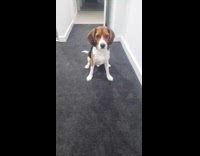 Dog does trick plays dead on floor