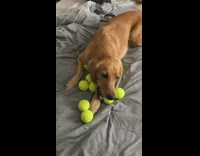 Brown dog is surrounded by tennis balls 