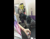 Black and white dog with long ears taps on owners arm for attention