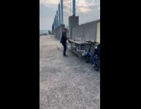 Man caught baby shark at Brooklyn pier