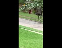 Woman selfie tiktok video shoot storm outside