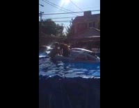 Dog on a jetski inside a pool