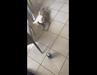 Brown puppy barks at open black can 