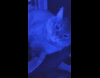 Cat hate wind blowing sound blue light