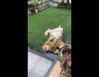 Golden retriever lay on grass with toy