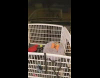 Black dog chalupa stuck behind white pen 