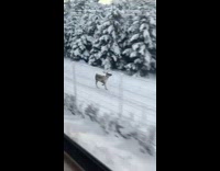 A wild elk running along train like the british are coming