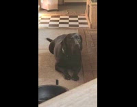 Black dog lay on floor wagging tail